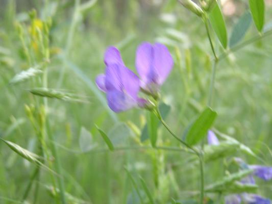 flowers at the Holiday campground