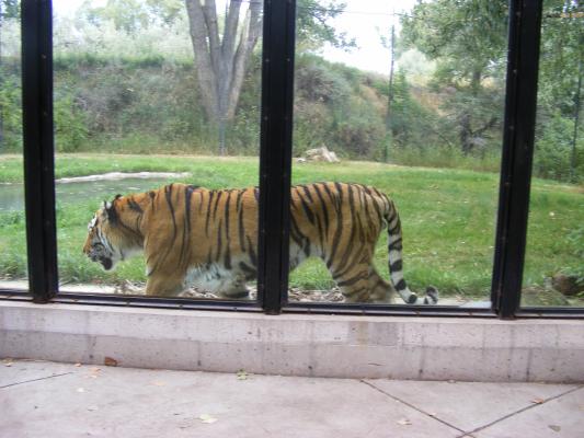 The tiger paces back and forth.