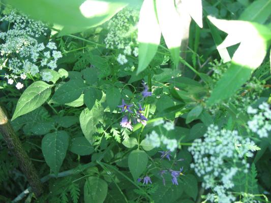 flora at Gallatin Valley Recreation Area