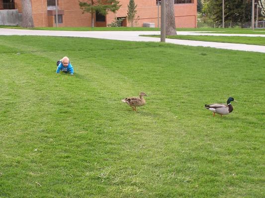 Noah chases the ducks
