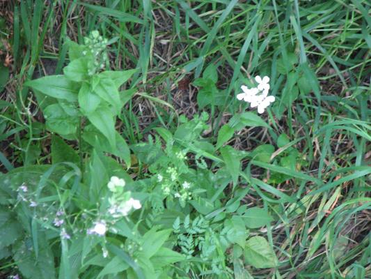 wildflowers