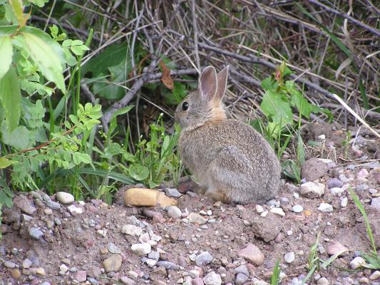 We found a bunny by the side of the road.