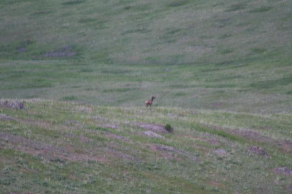 An elk.