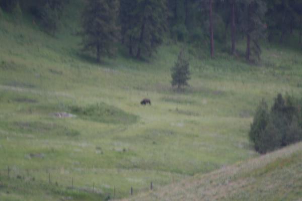 A buffalo at Elk Creek at the Bison Range.