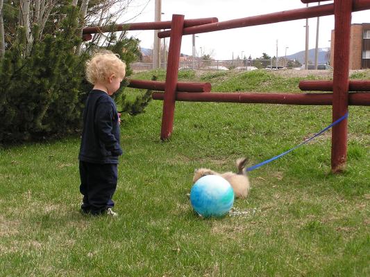 Noah thinks the puppy might like the ball.