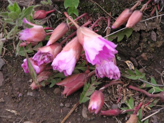 Bitterroot flowers