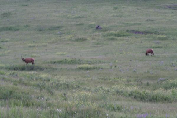 A couple of elk.