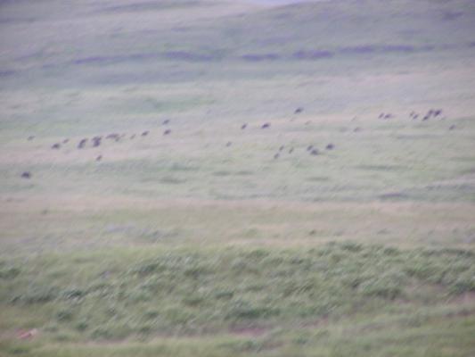 Herd of Buffalo.