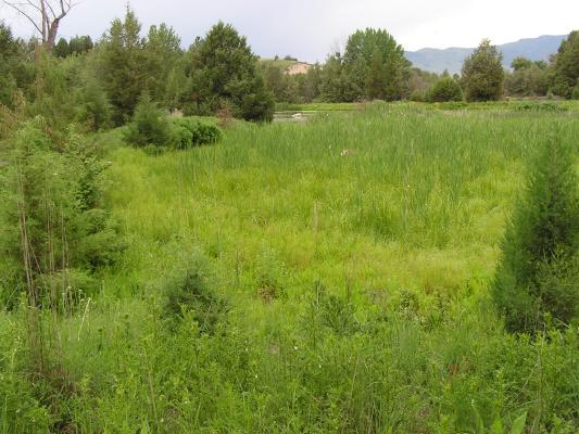 There's a deer in there somewhere.
