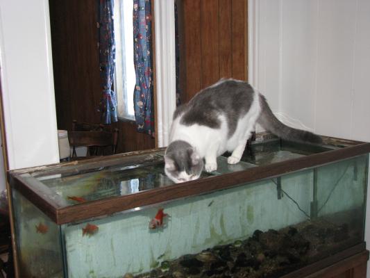 Nimbus drinks out of the fish tank.