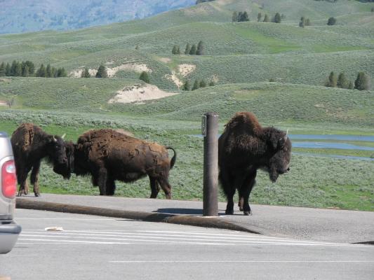 Bison