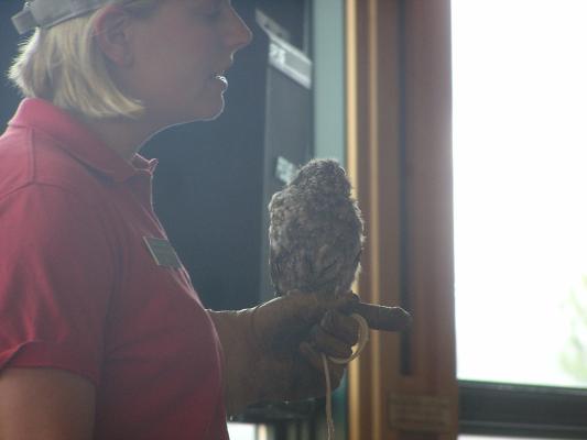 Screach owl. His feathers help him hide in trees
