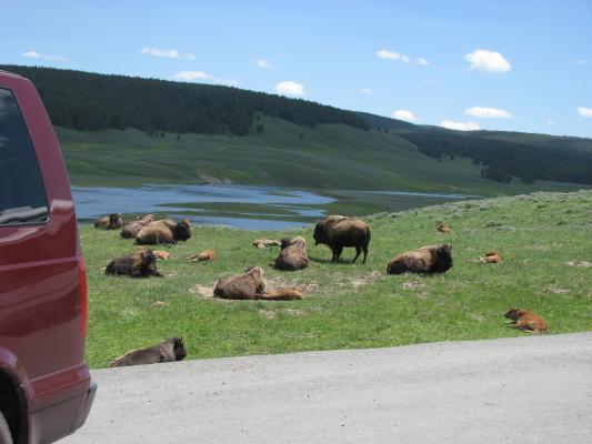 Buffalo near road.