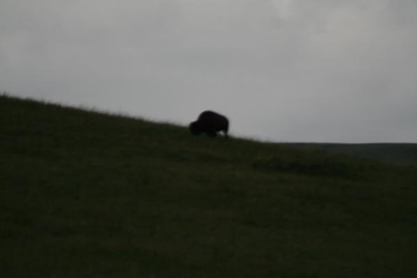A buffalo.
