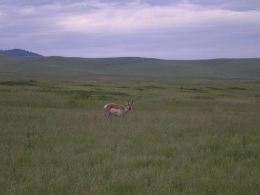 An antelope or prong horn.