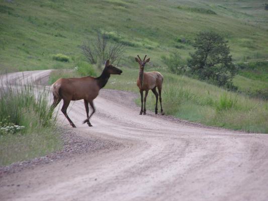 A couple of elk cross the road.