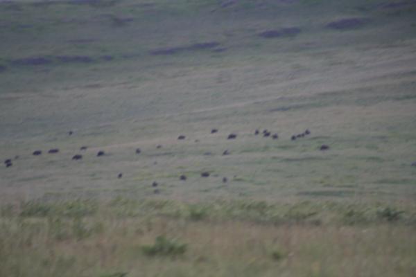 Herd of Buffalo.
