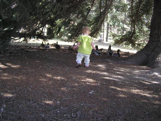 Sarah herds ducks.