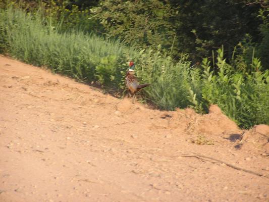 pheasant