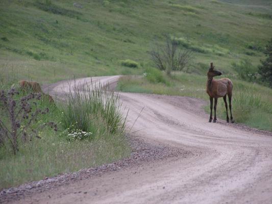 An elk on the road at the Bison Range.