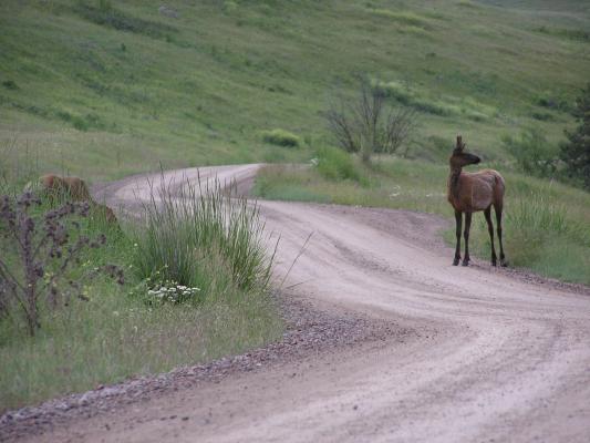 An elk on the road at the Bison Range.