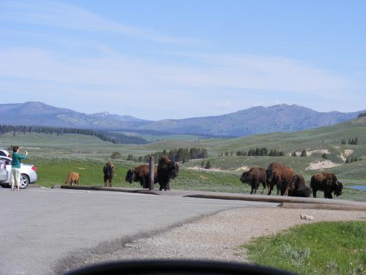Buffalo