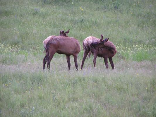 A couple elk.