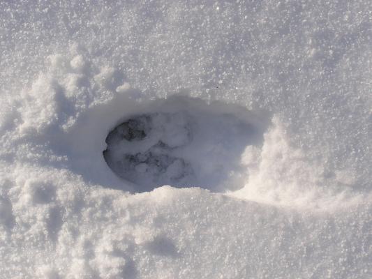 Moose track.