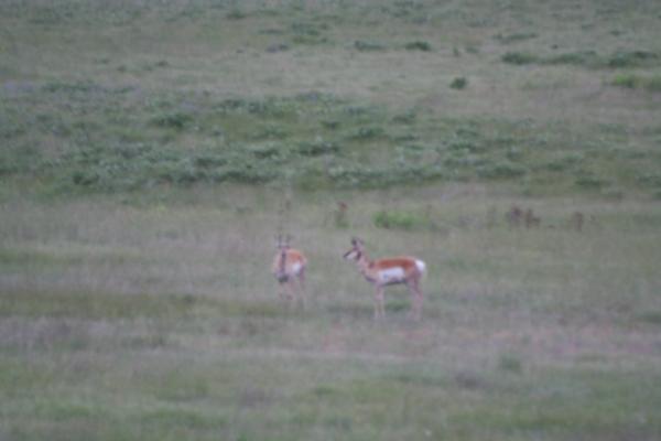 A couple of antelope.