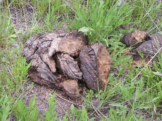 Prairie chips, Buffalo chips, Bison dung.