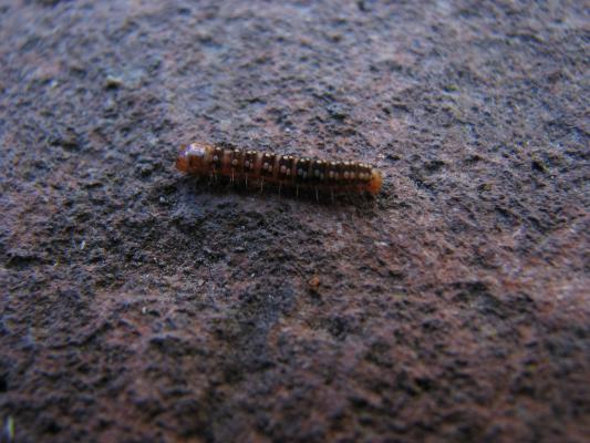 A caterpillar