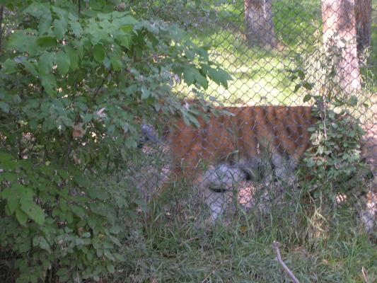 Zoo Montana 2006