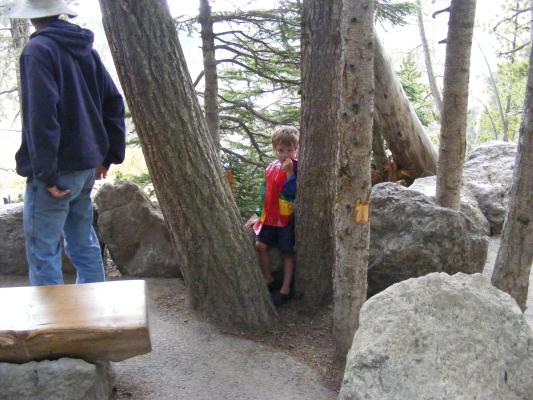 Noah in trees