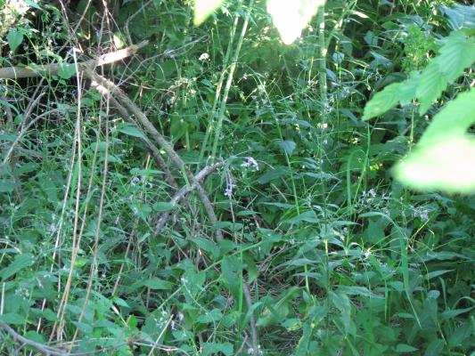 flora at Gallatin Valley Recreation Area