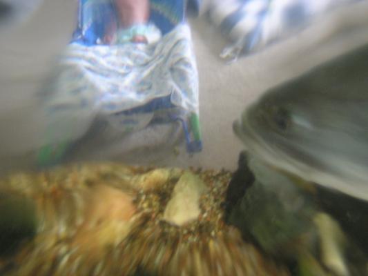 The fishy watches Noah