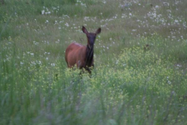 An elk.