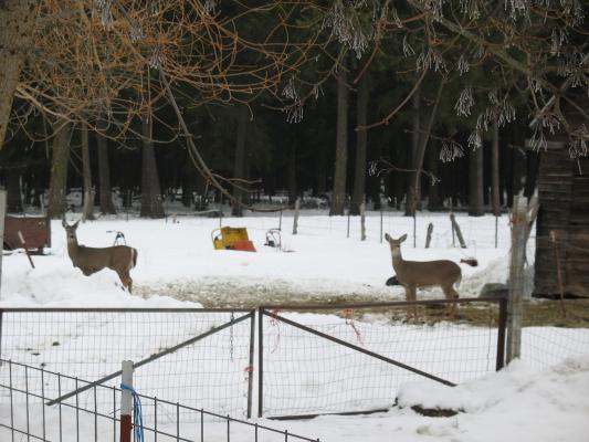 Deer at Grandpa's house