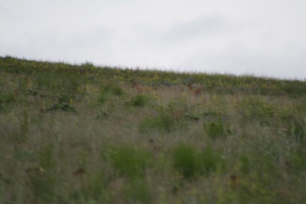 A couple of deer.