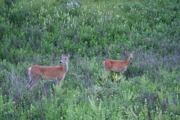 Two deer on the Bison Range near St Ignatius, MT.