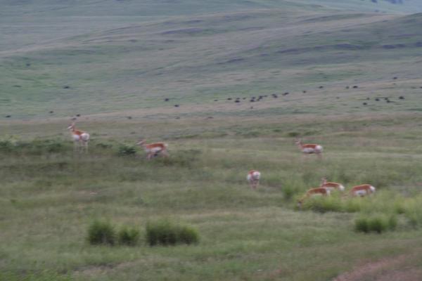 Antelope and Buffalo.