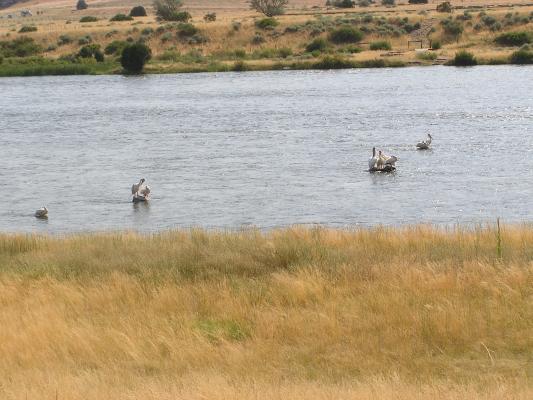 There  were manny pelicans on this pond near Virginia city and near Ruby reservour
