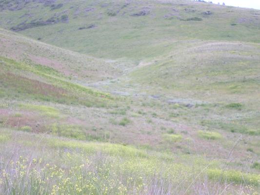 Can you find the deer?