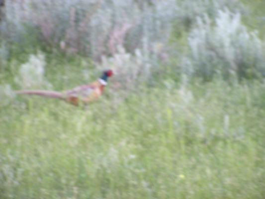 pheasant