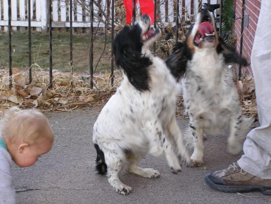 Noah and the dogs.