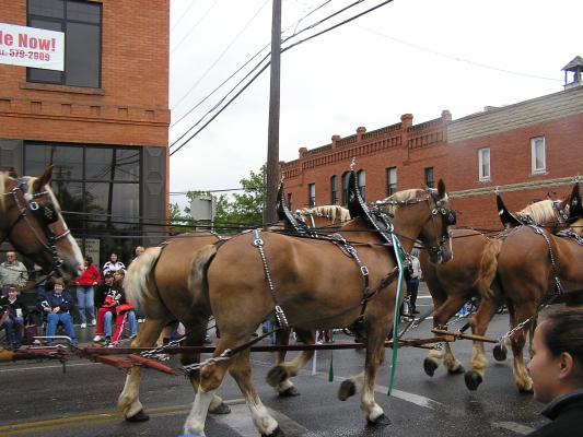 Big horses