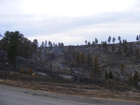 smoke in trees near Livingston.