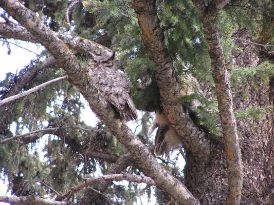 Here is the great horned owl nesting on the MSU campus.
Can you spot the baby owls on the branch above their parent?