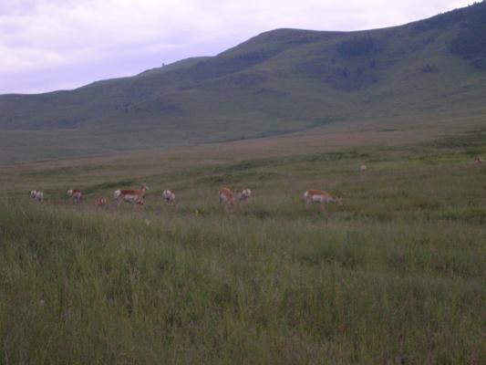 More Antelope on the Bison Range.