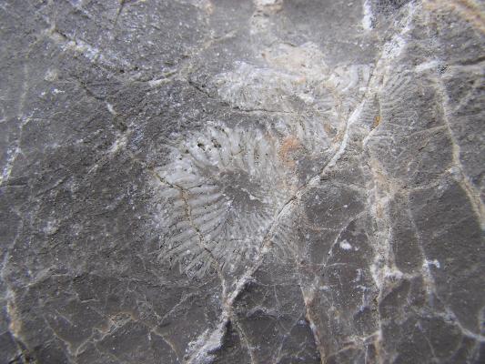 What kind of fossil is this?