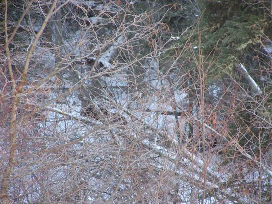 It's a moose, but no chocolate.